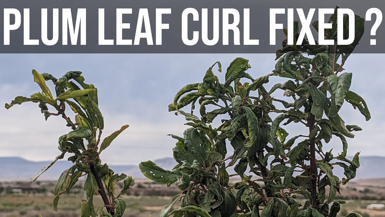 Update: plum, pluot leaf curl fix, what worked and how can it be fixed in the future.