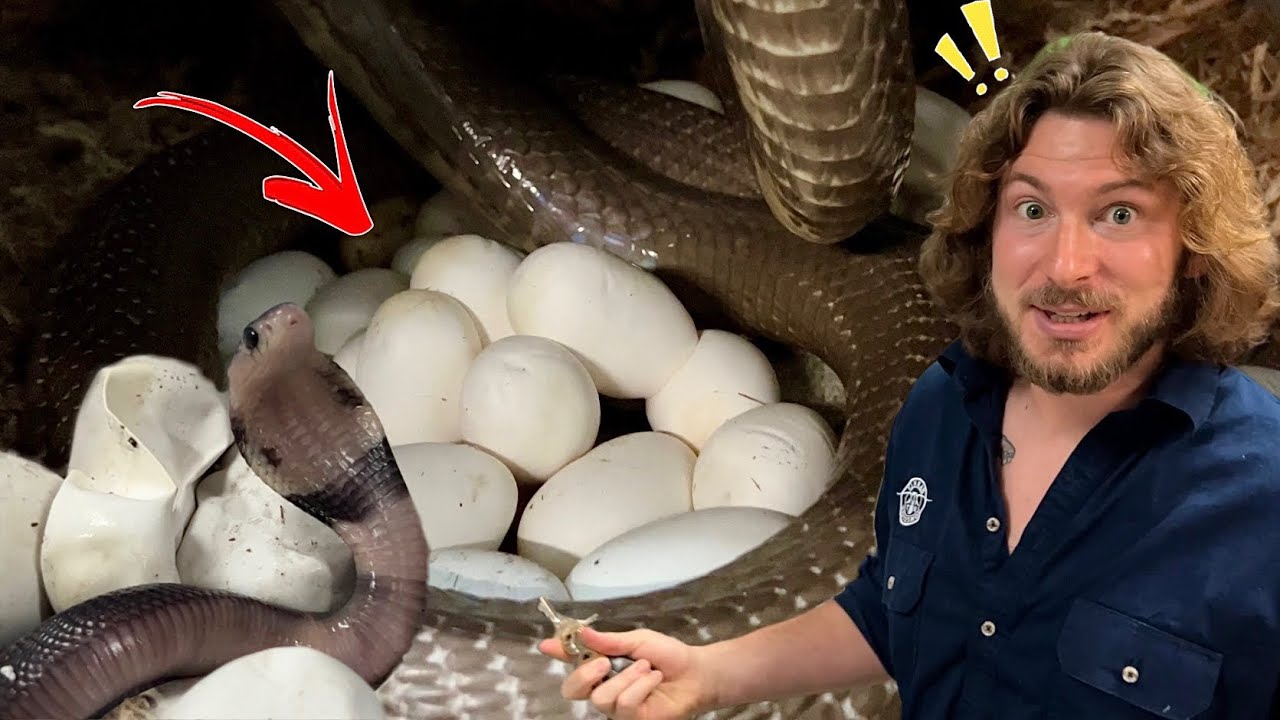 My Cobra Laid EGGS!