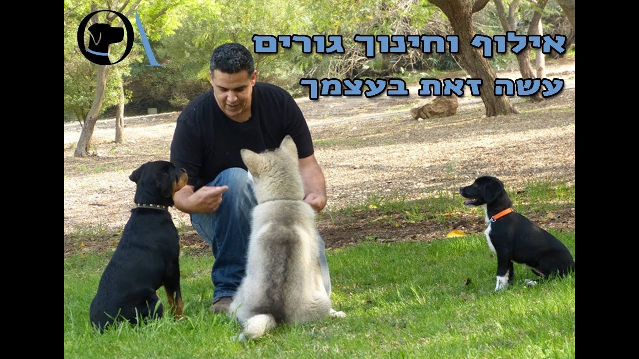 איך לאלף גור?                     How to train a puppy