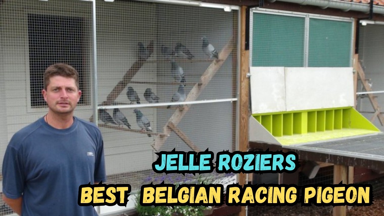 Jelle Roziers – Belgian Young Bird Racing Specialist | P&J Roziers Berlaar