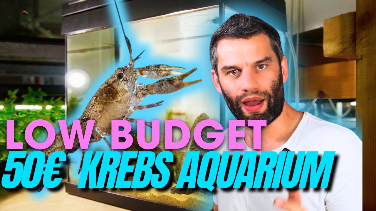 Nano-Krebsbecken für 50 €?! 🦞 So einfach geht's! | Cambarellus diminutus Aquarium bauen