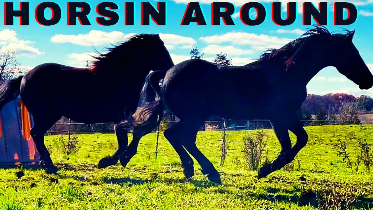 HORSES RUNNING IN THE PASTURE & PLAYING|Horse Farm Vlog