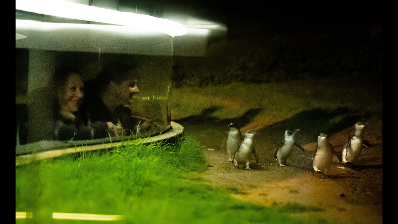 Penguin Parade Underground Viewing