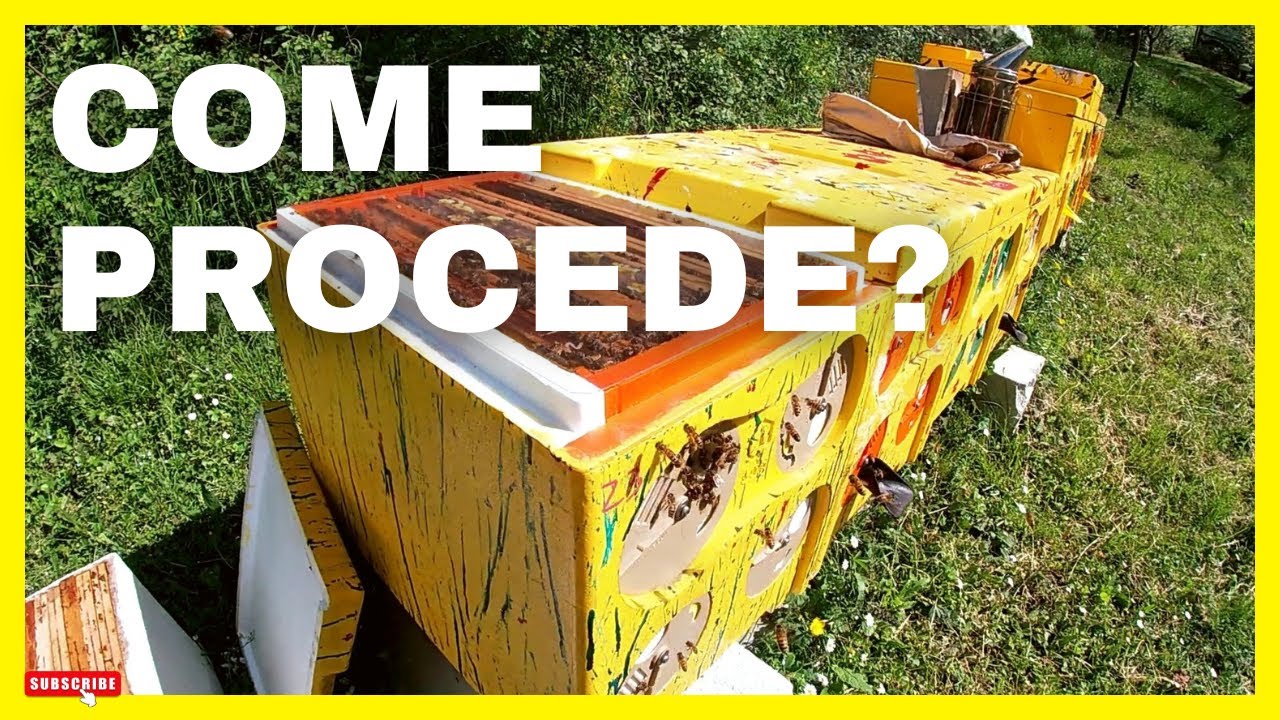 Apicoltura || come sta andando l'apiario P-HIVE ?