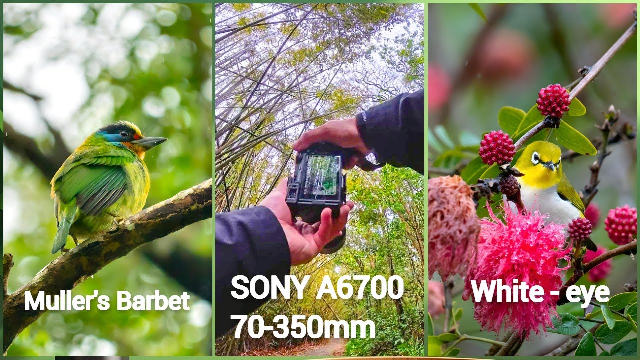 POV Wildlife & Nature Photography | SONY A6700 | Sony 70-350mm