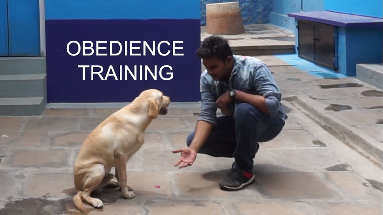 Trained 8 months old Labrador - Obedience Training