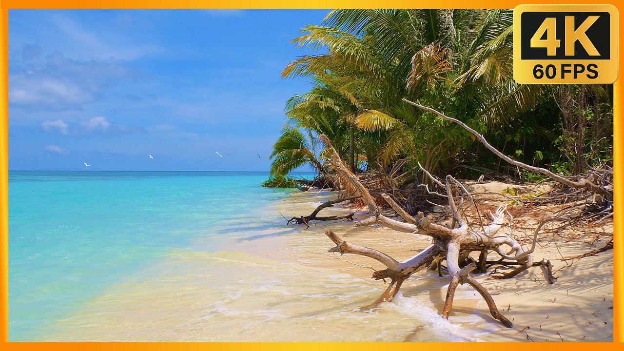 4K Beach Nature Walk Philippines |Dolphin Island | White Sand Relax with Music | Tropical Chill Mode