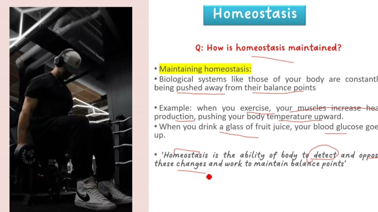 Homeostasis  | Heat regulation mechanism explained in urdu