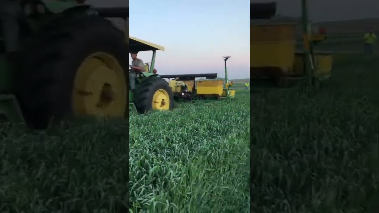 No-Till planting into rye cover crop with 7200 planter