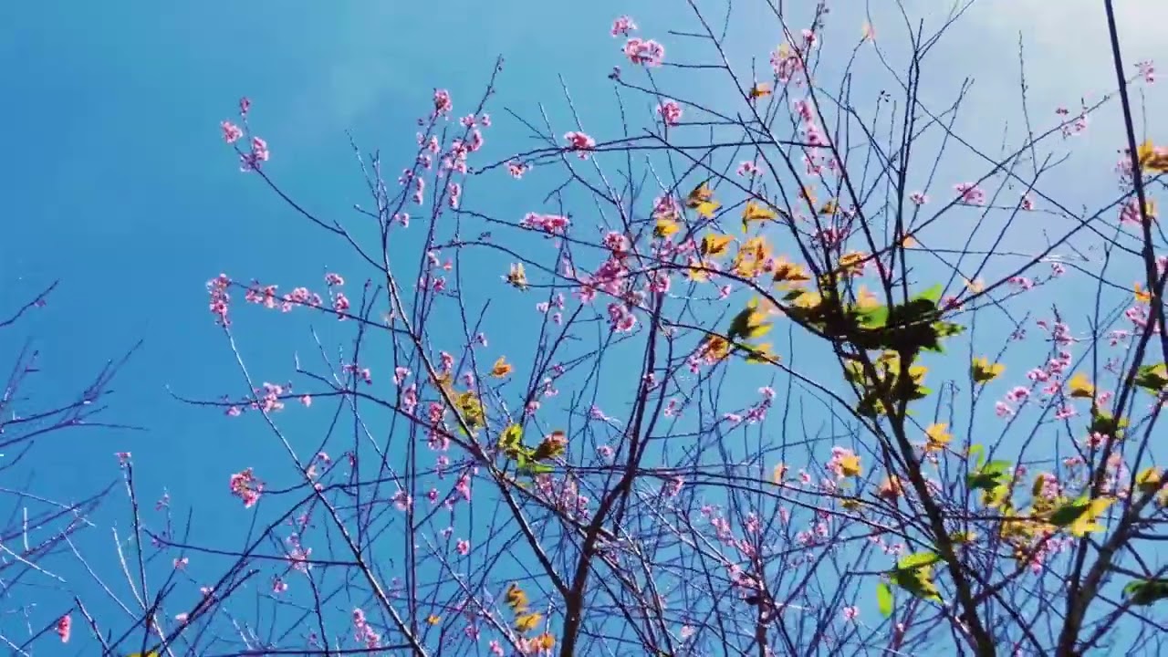 Cherry Blossom| 26 Feb