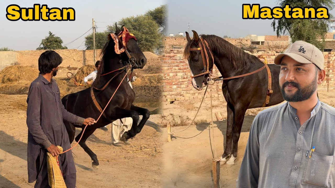 🐎 Mastana Aur Sultan Ki Wapsi Kab Hogi?