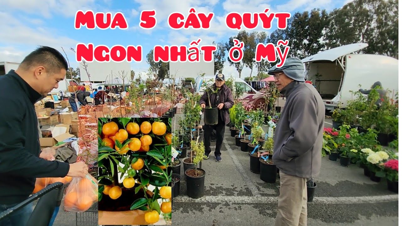 Những loại quýt ngon nhất ở Mỹ. Vườn nhà Thảo vào mùa mưa bão
