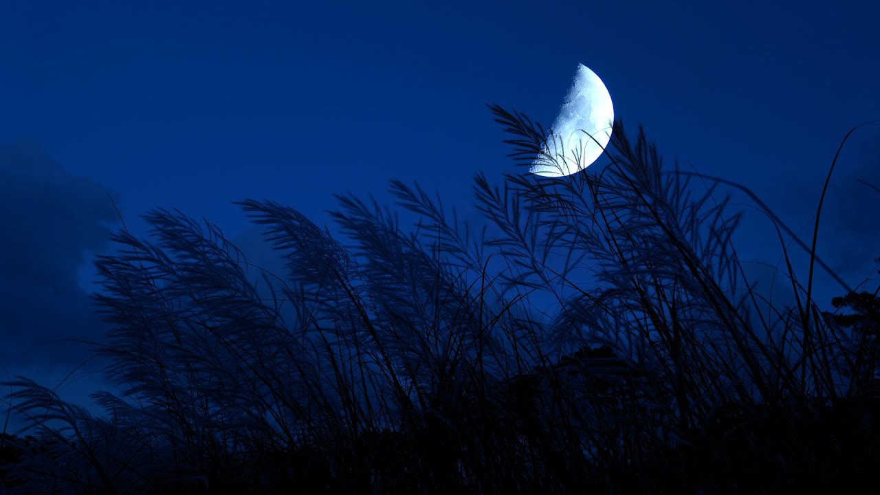 Windy Hill & Cricket Sounds In Peaceful Night | Nature Ambience for Sleep & Deep Relaxed | 10 Hours