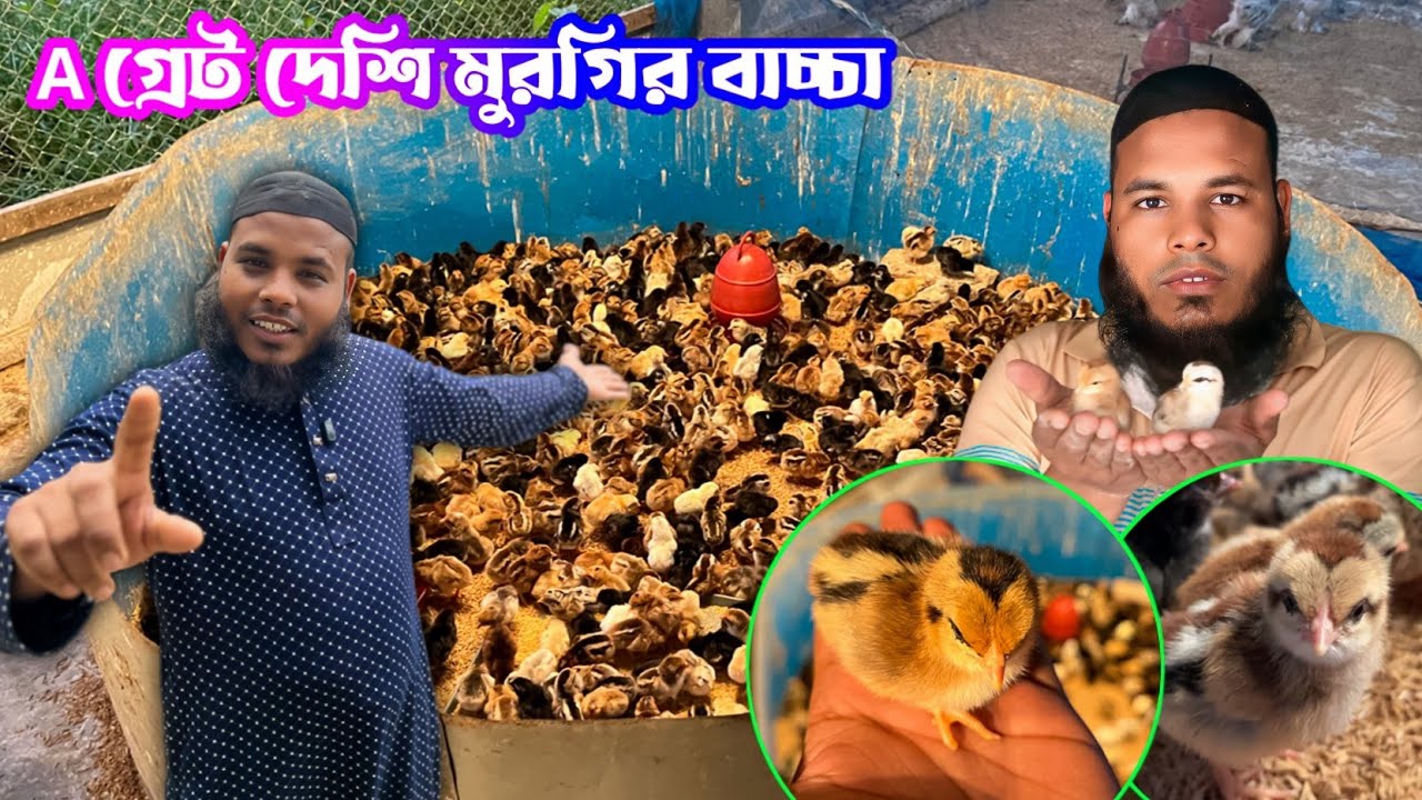 A গ্রেড এর দেশি মুরগির বাচ্চা কিনুন বাংলার খামার থেকে।পিওর দেশি মুরগি দাম খুবই কম🐣