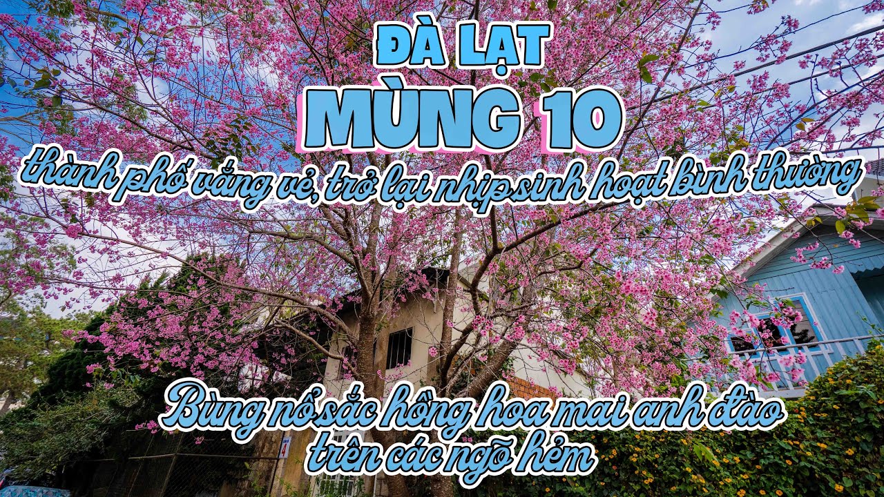 Đà Lạt mùng 10 | Thành phố vắng vẻ về lại nhịp sinh hoạt bình thường | Bùng nổ sắc hoa khắp ngõ hẻm