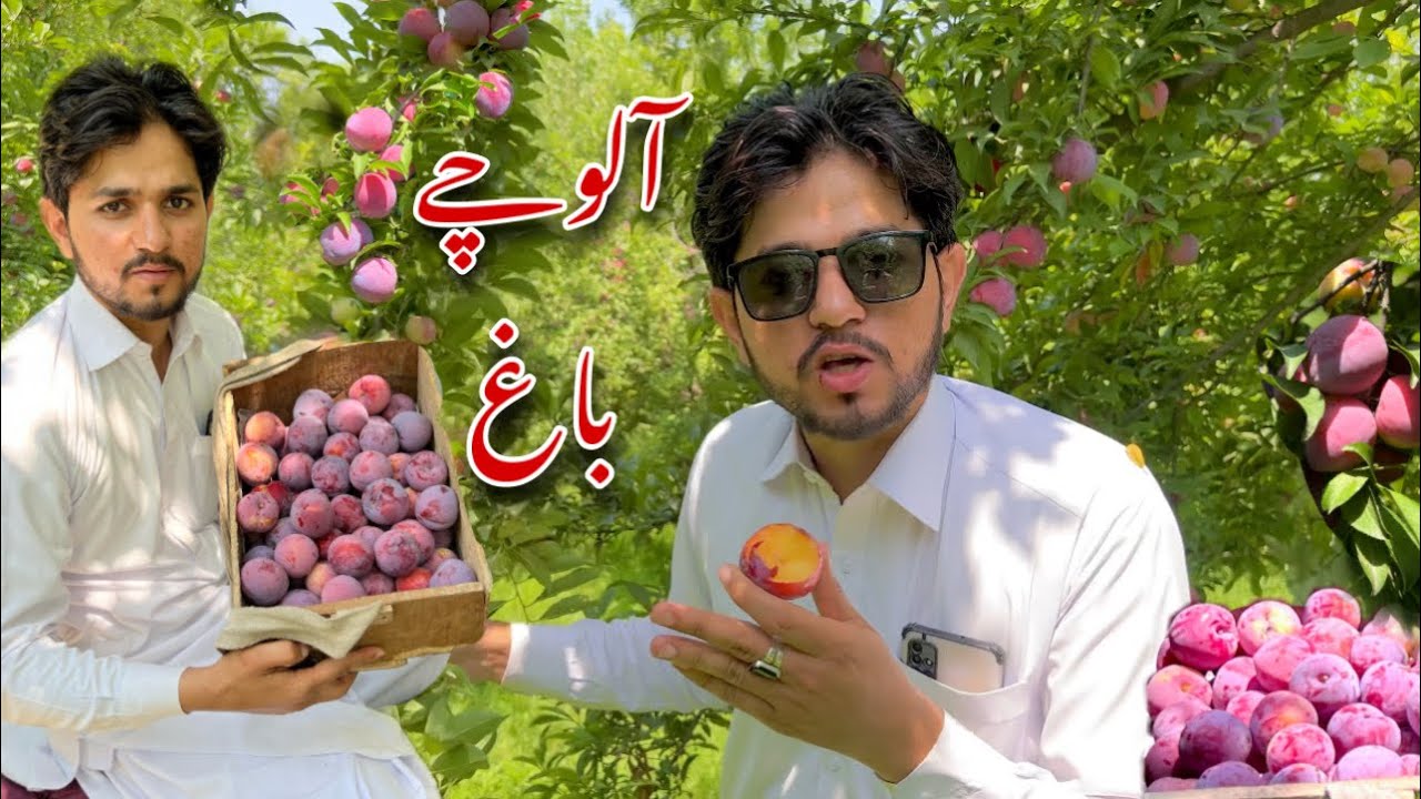 Da Alocha Bagh Urmar Payan|HammadKhan Vlogs|