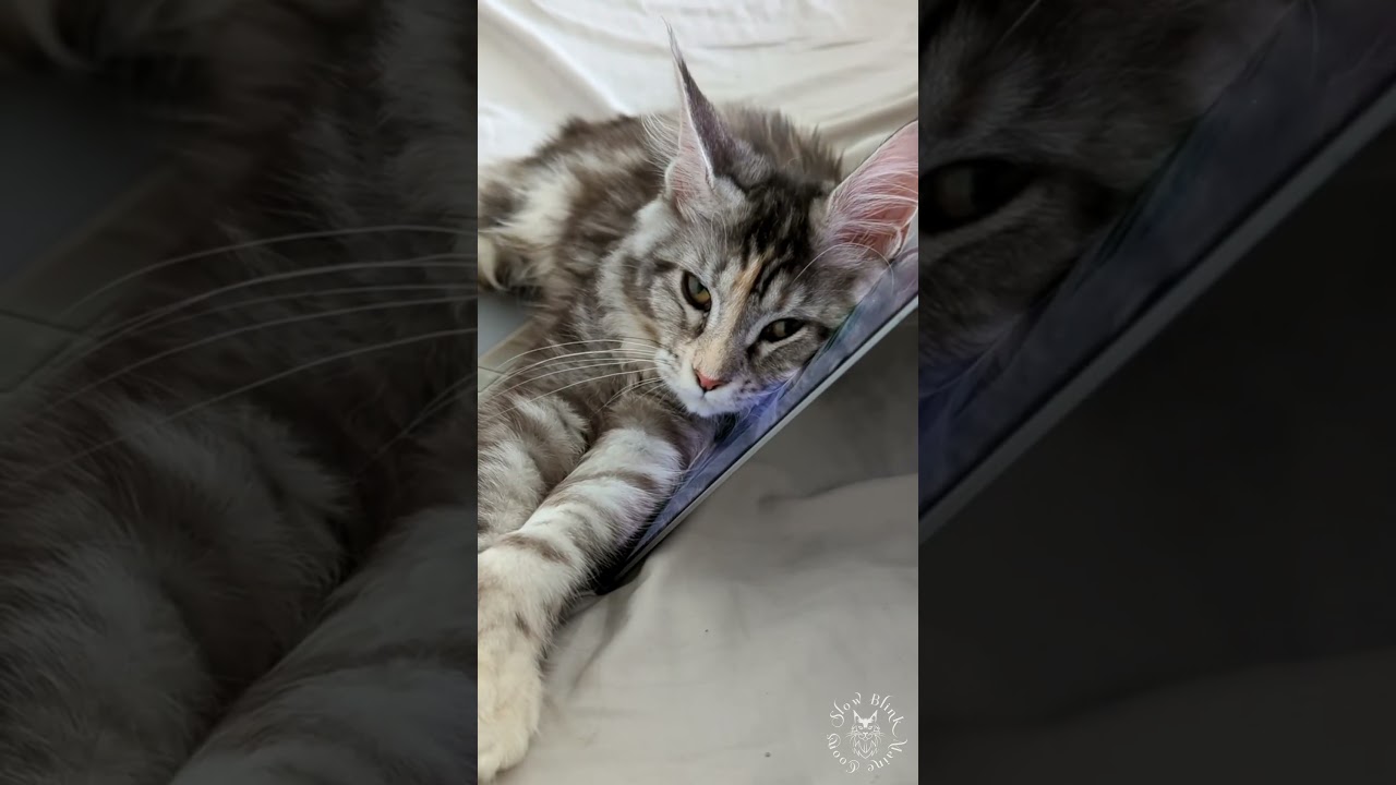 ⛅️ Good Day | Cute Maine Coon Cat