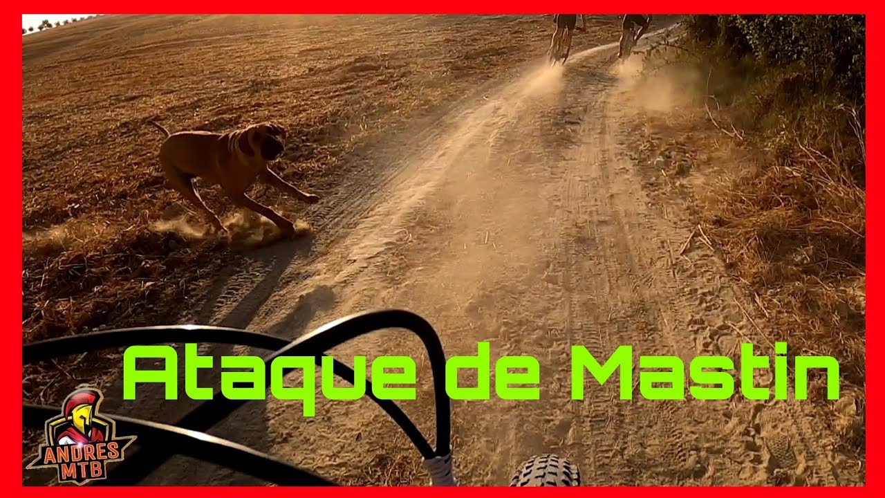 Sevilla Mtb Camas, Salteras, ataque de Mastin