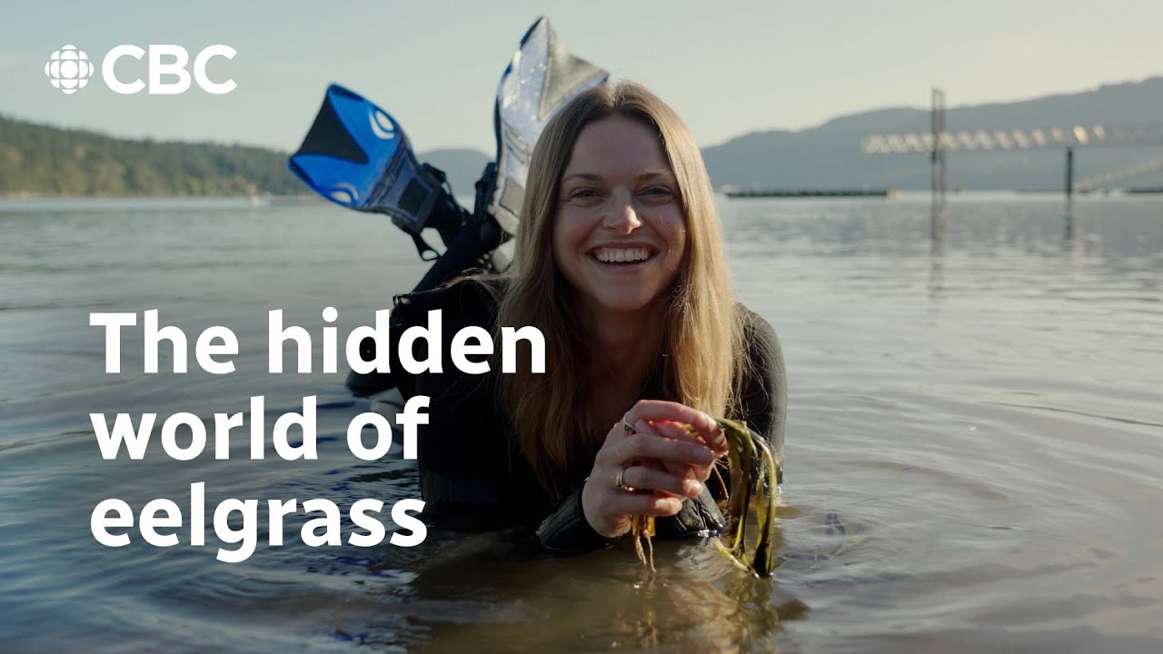 Eelgrass meadows: the coastal lifeline at risk | Planting Curiosity | CBC Creator Network