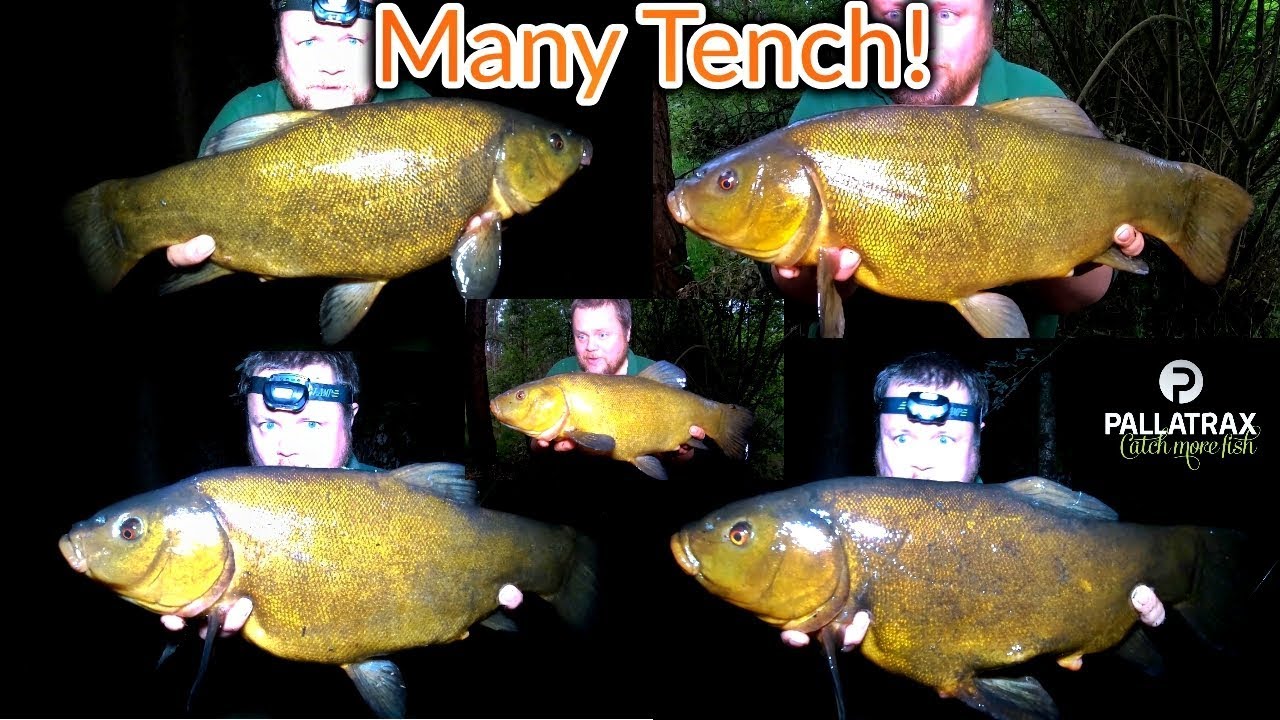 Tench Fishing - Many beautiful Tench! (Video 146)