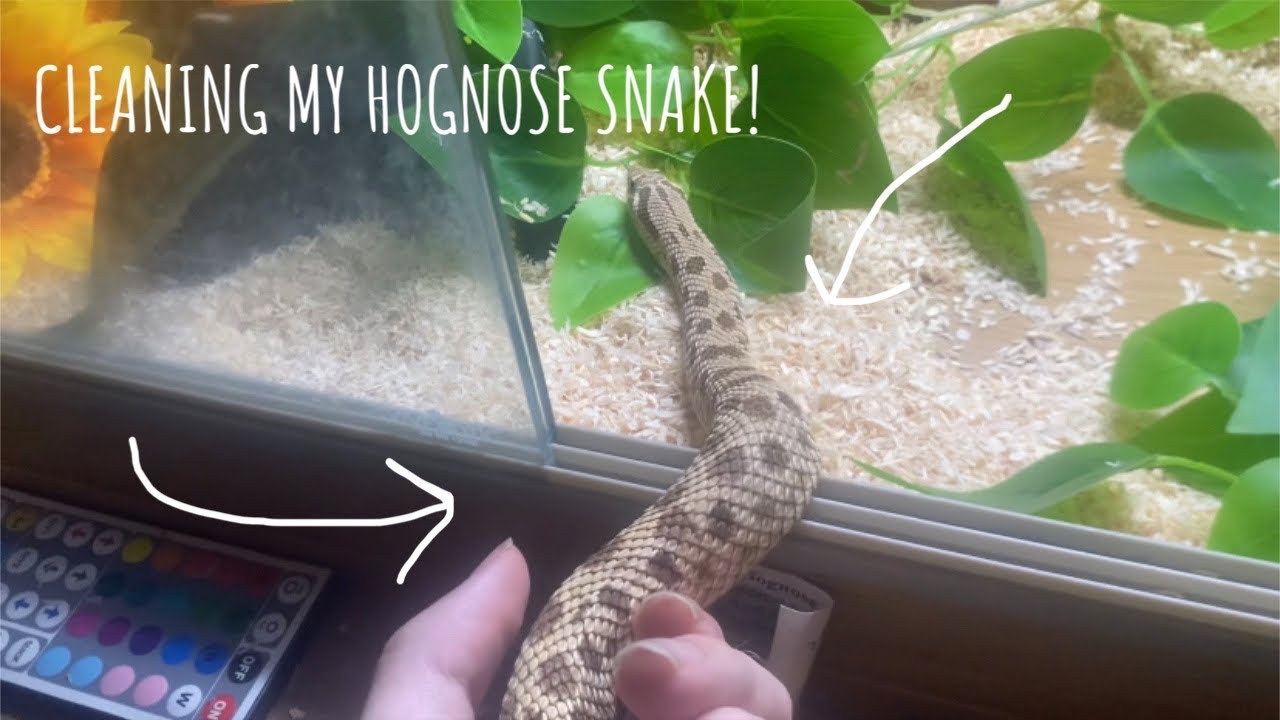 SETTING UP MY HOGNOSE ENCLOSURE!