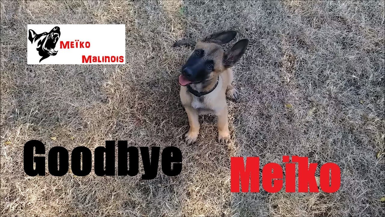 Goodbye Meïko