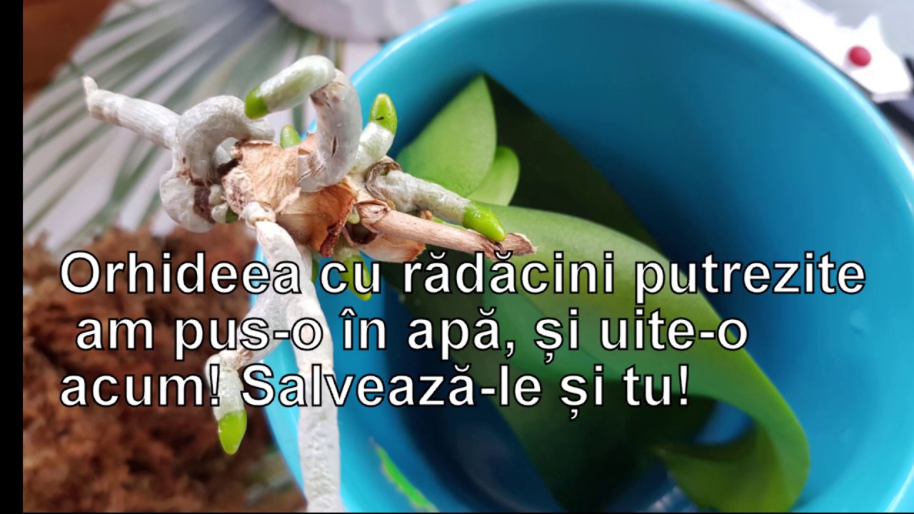 Orhideea cu radacini putrezite am pus-o in apa, si uite-o acum! Salveaza-le si tu!