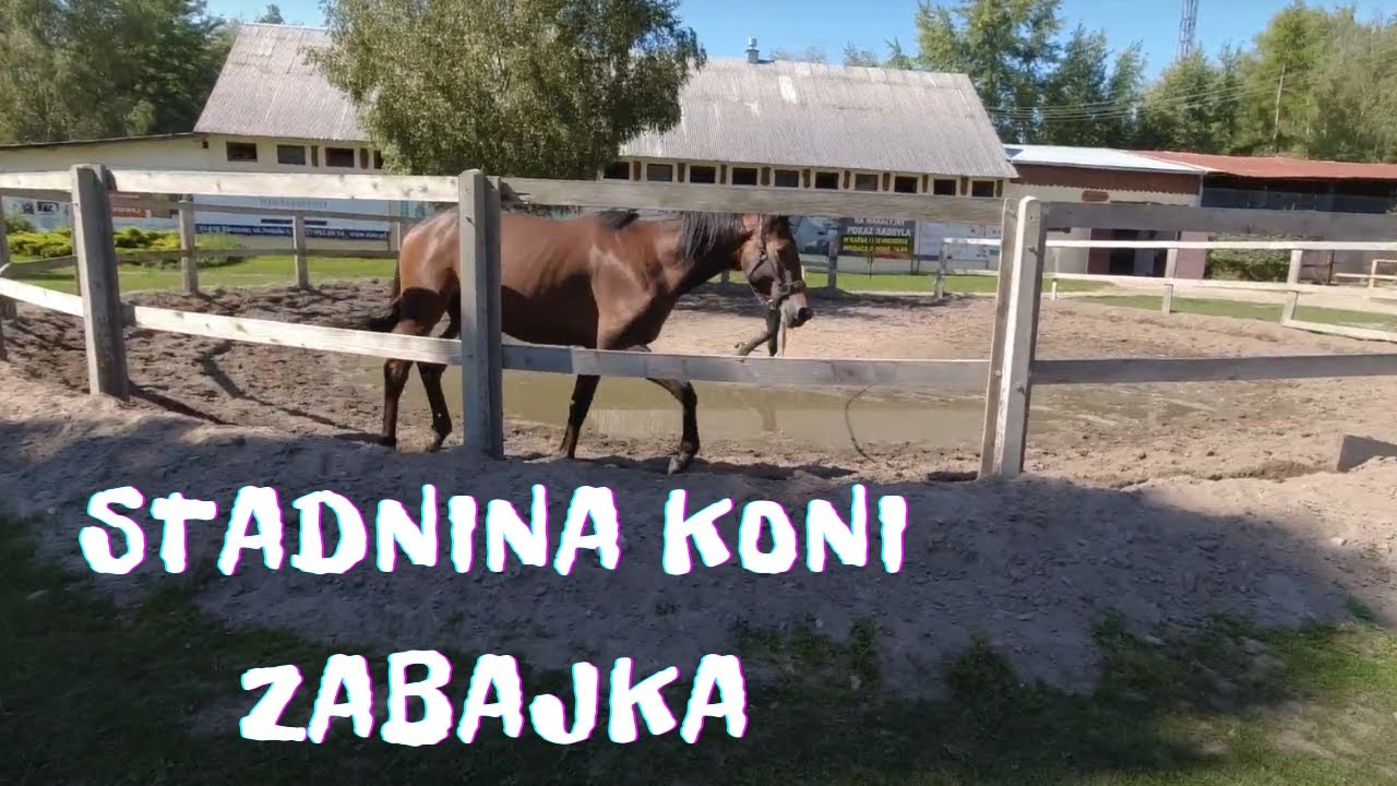 🇵🇱 Spacer w Stadninie Koni ZABAJKA 🐎