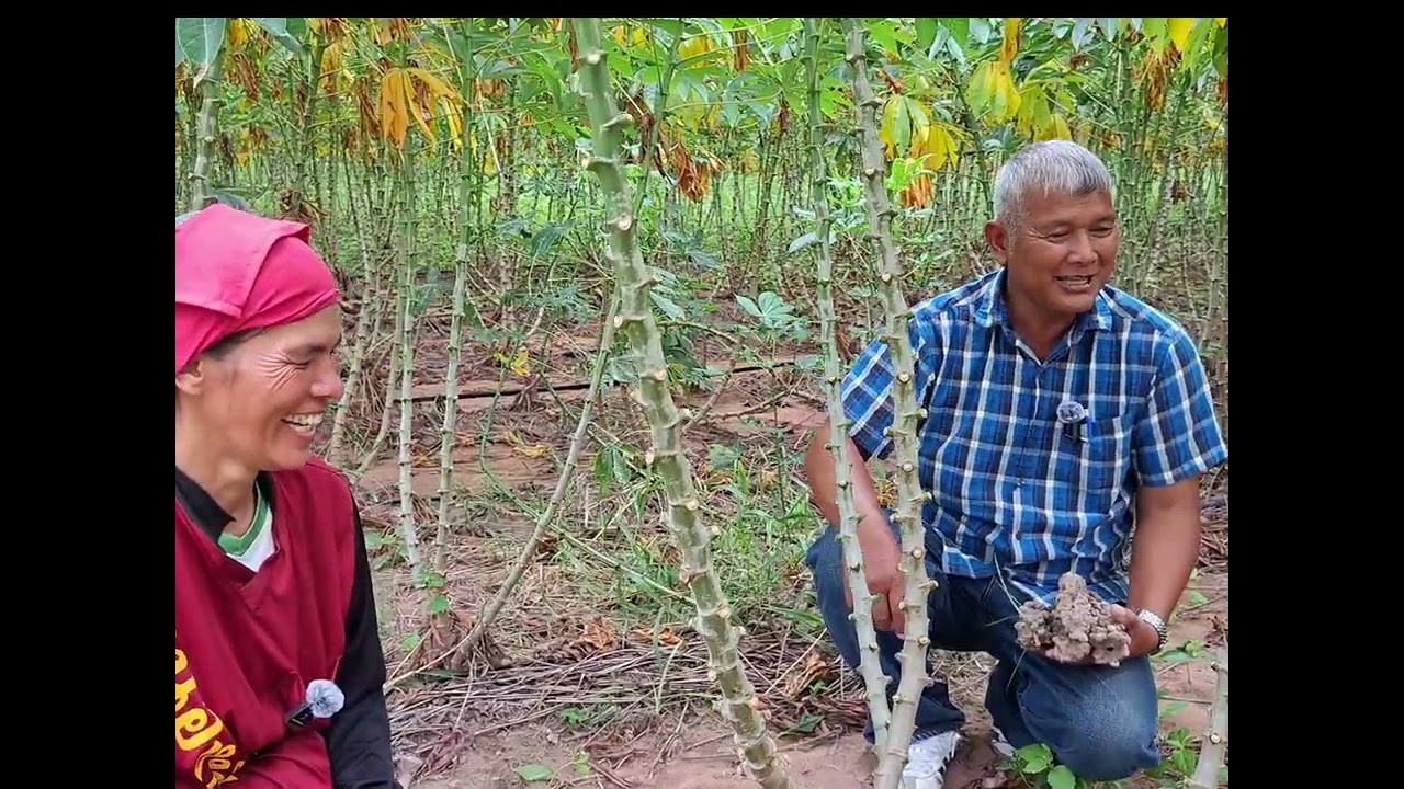 ปลูมันให้หัวใหญ่สุตร( อ.พรต)สวนเบญจวรรณ |เกษตรสร้างรายได้|เกษตรกล้วยๆ