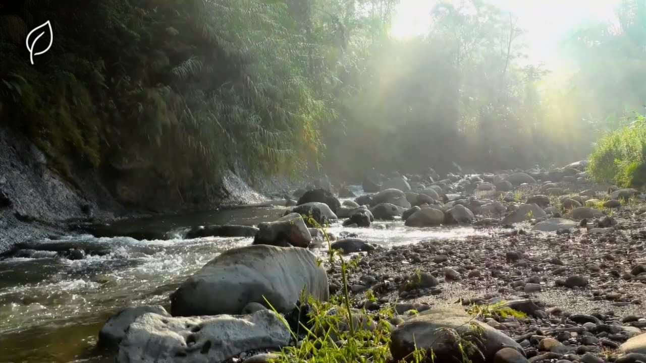 🌿 Forest River Ambience — Deep Ambient Drone for Calm and Focus (68 Minutes)