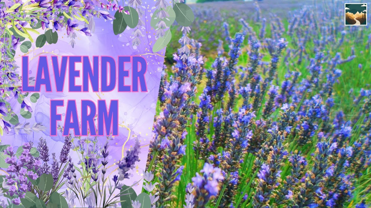 Lavender Farm New Zealand | CCT Lavender Farm | Lavender Blossom | Lavender Oil | Lavender Haze