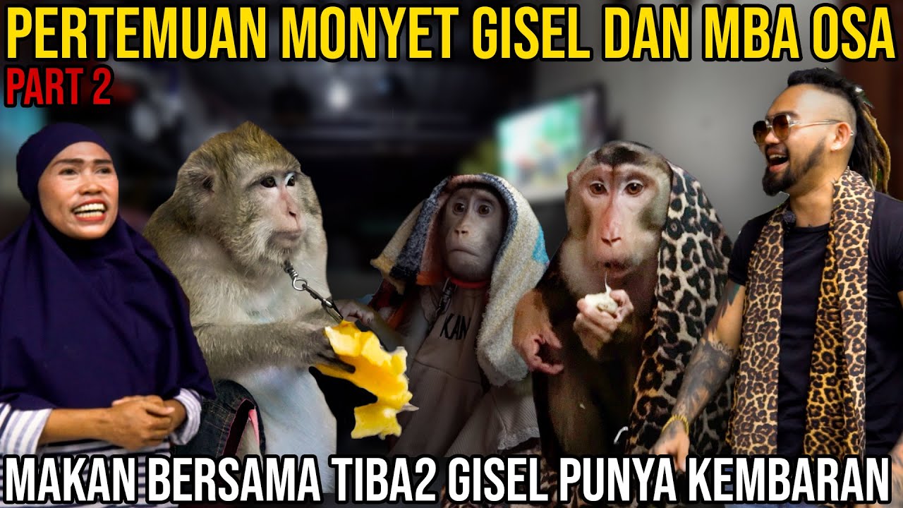 PERTEMUAN MONYET GISEL & MBA OSA MAKAN BERSAMA TIBA2 GISEL PUNYA KEMBARAN  #AudreyA #KINGOFTHEJUNGLE
