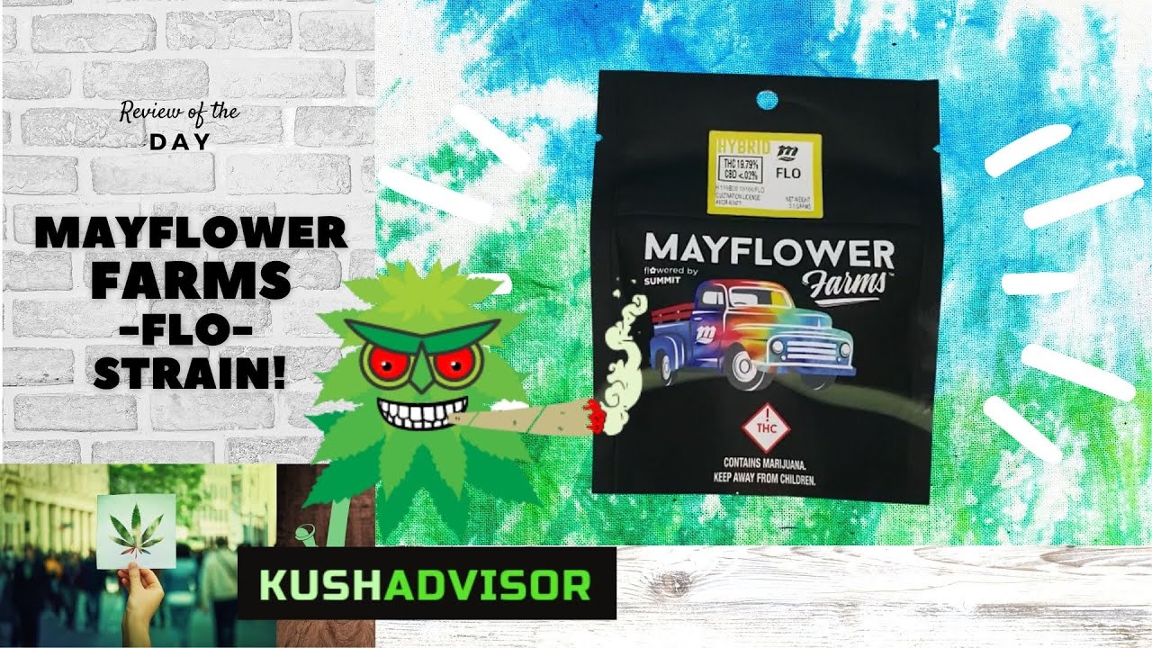 Mayflower Farms FLO Hybrid Cannabis Strain S1E13