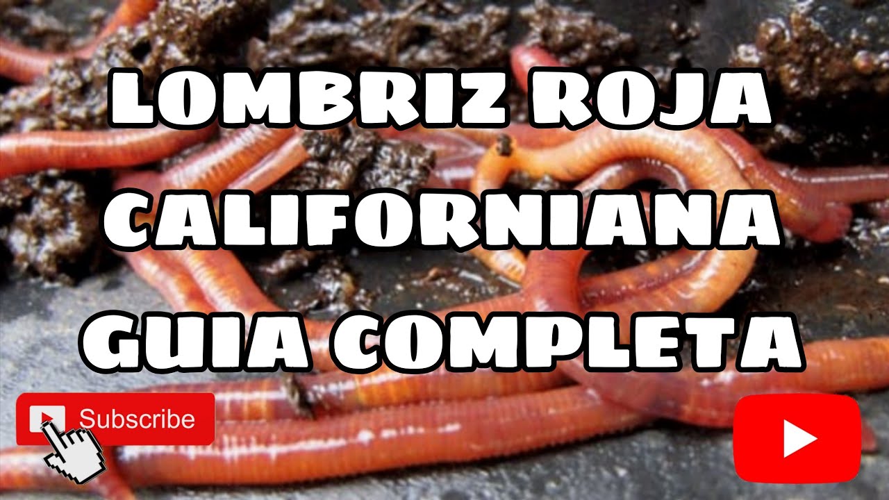 La Lombriz Roja Californiana: Guía Completa para Humus de Calidad