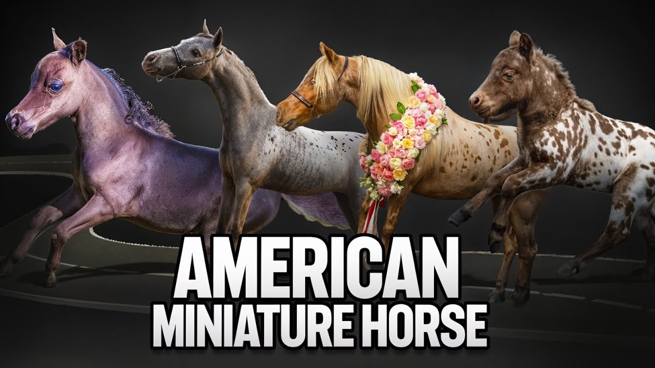 Q&A: das Amerikanische Miniatur Pferd 😍🎉 Haltung, Pflege & Unterschiede zum Shetty❤️