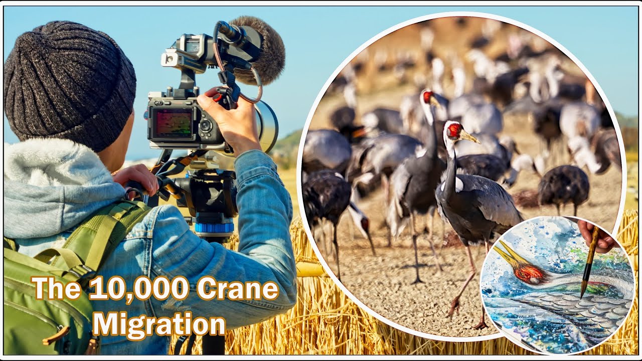 Birding in Izumi, Japan. The 10,000 Crane Migration. Explore Make Art. 出水市 鶴