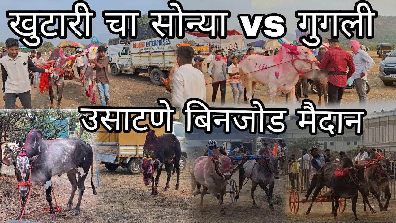 उसाटणे बिनजोड मैदान | #viralvideo #agrikoli #bailgada #mathur1001 #p3live #sonya5050 #shetkari 