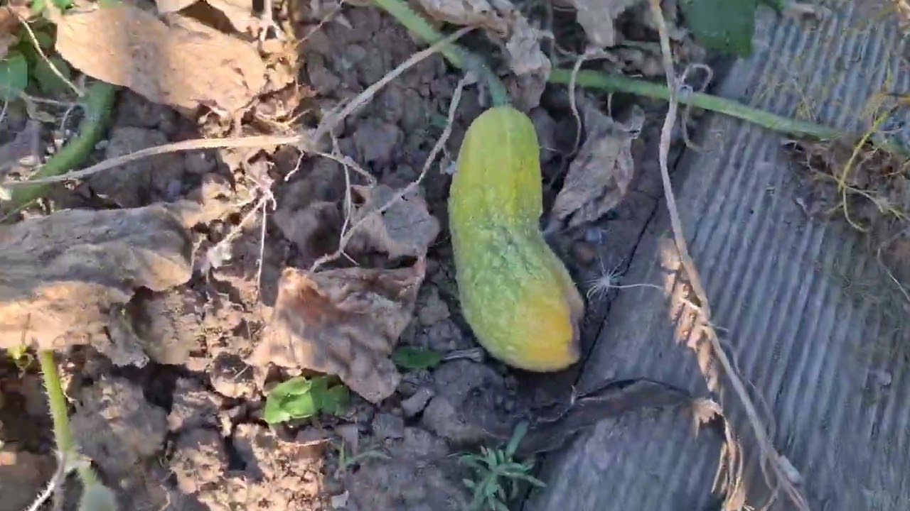 Organic Garden