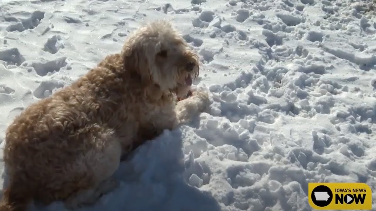 Veterinarians on high alert after mysterious dog illness pops up in Iowa pups