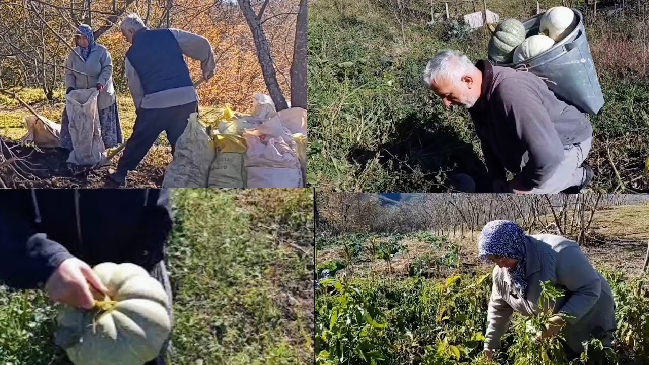 Karadeniz'de Yaşam - Köy Hayatı - Bahçe İşleri - Organik Hayvan Gübresi
