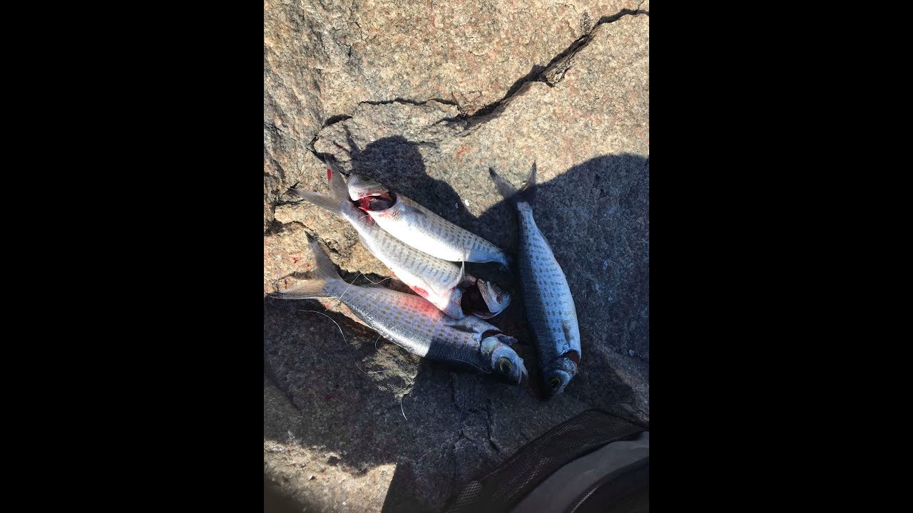 Herring / tommy ruff on metal lures -  Peel Western Australia