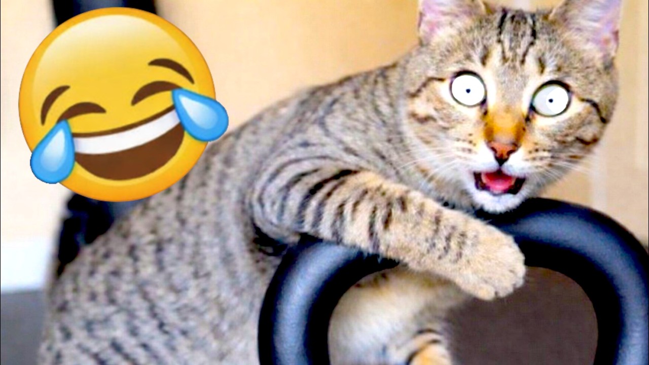 These Cats Are... 😂 (Funny Cute Cat Videos)