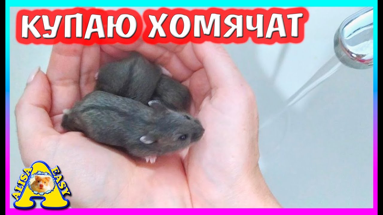 КУПАЕМ ХОМЯЧАТ ПЕРВЫЙ РАЗ / ХОМКИ УЧАТСЯ БЕГАТЬ В КОЛЕСЕ / ХОМЯК КЕМПБЕЛЛА  /  Alisa Easy Pets