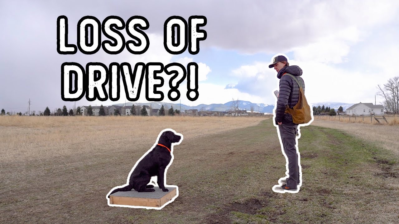 Working Through the Loss of Retrieving Drive | TRAINING MY DUCK DOG