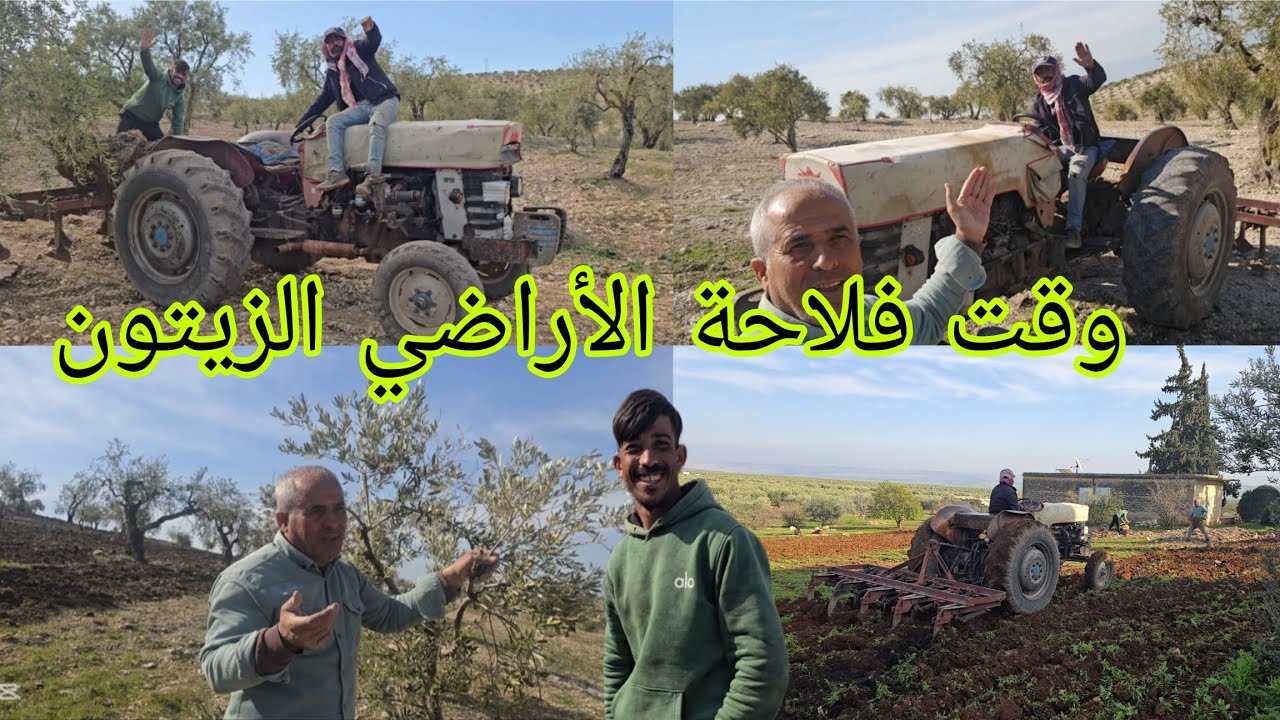 بعد أمطار الغزيرة، صار وقت فلاحة الأراضي الزيتون. #قناه_ام_رودي #اكسبلور 