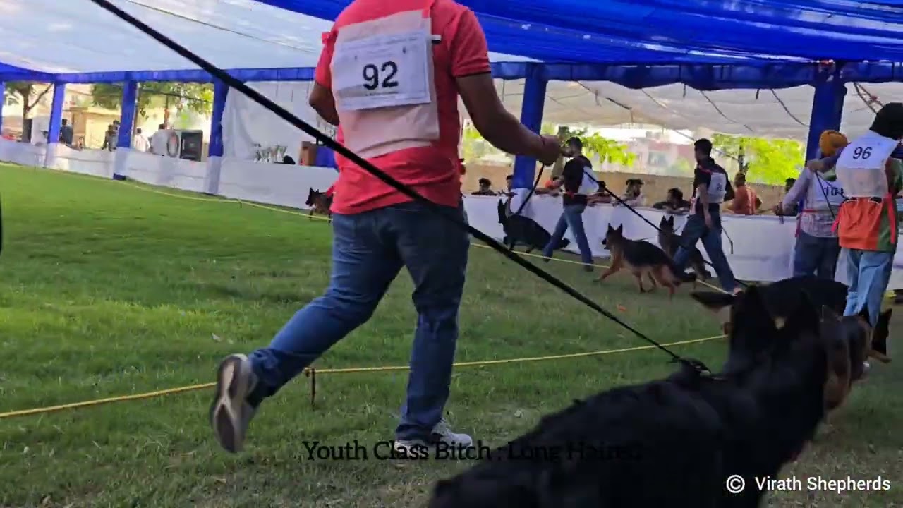 Long Haired Youth Class Bitch | Alwar Chapter 2025 | GSD Speciality Dog Show | Virath Shepherds 