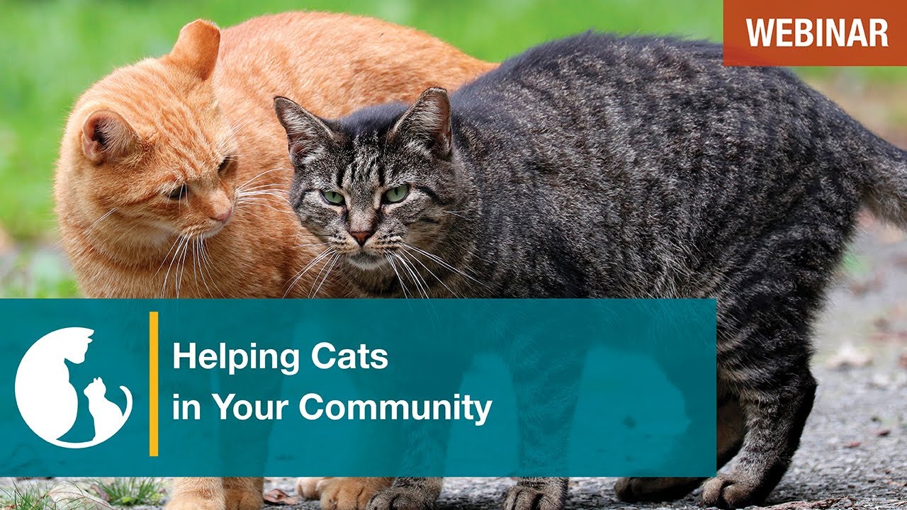 Helping Cats in Your Community Series: Trap Neuter Return Basics