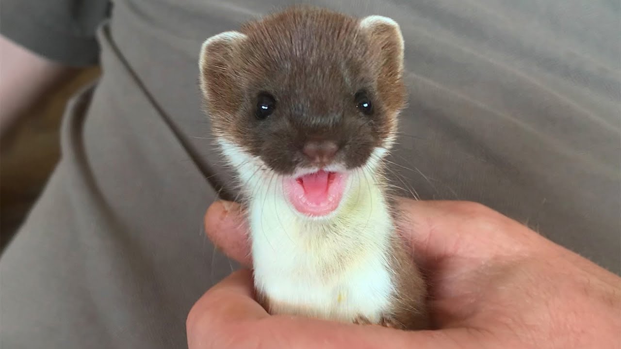 Rescued Stoats Returned To The Wild | Rescued & Returned to the Wild | Full Story | Robert E Fuller