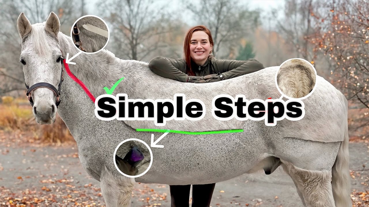 How to Clip A Horse 🐴