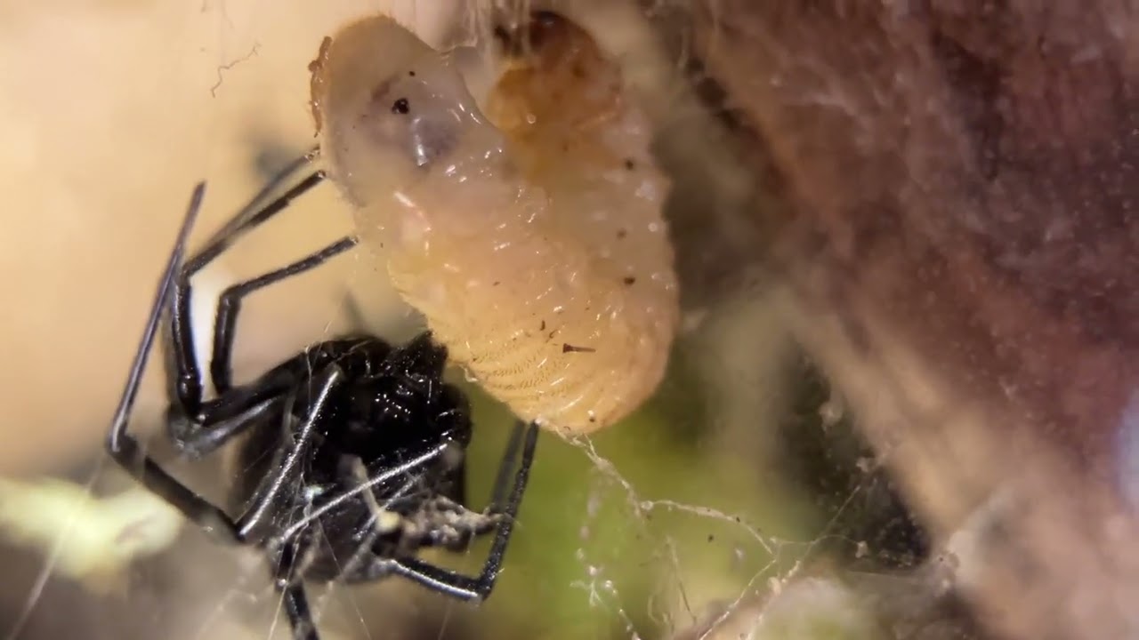 Elvira the Western Black Widow - feeding time.